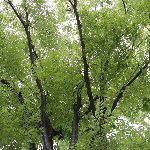 樹