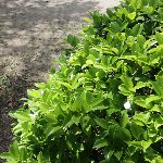 木の茂み